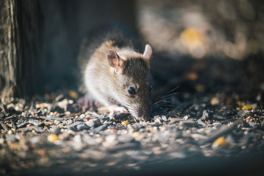 Rat au sol