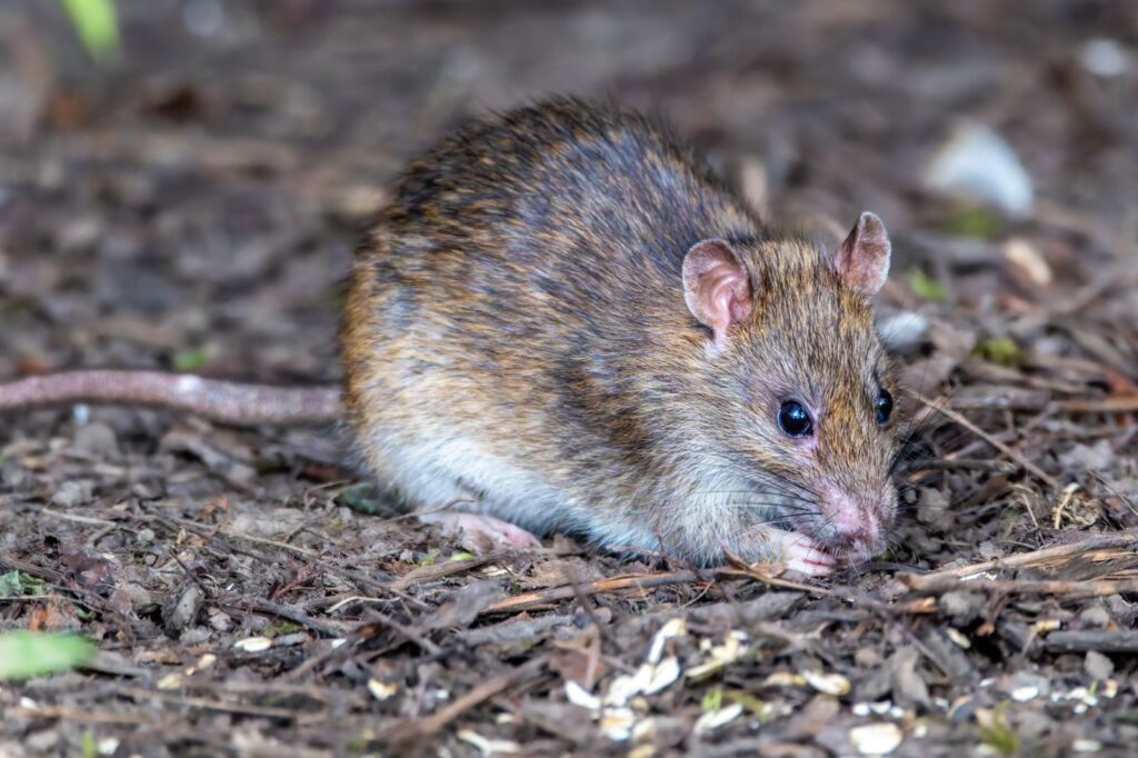 Rat brun